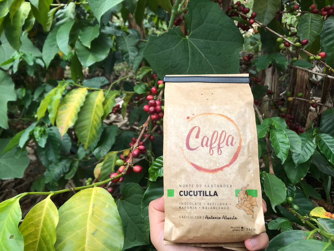 El café especial, una oportunidad de crecimiento para Colombia
